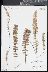 Myriopteris aurea image