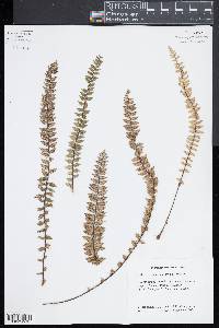 Myriopteris aurea image