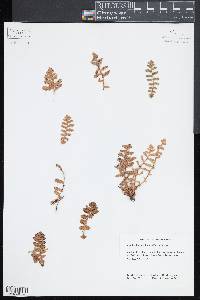 Notholaena brachypus image