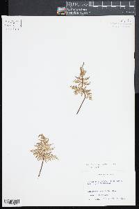 Cheilanthes hirsuta image