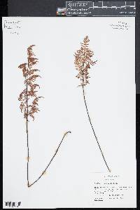 Cheilanthes hirsuta image