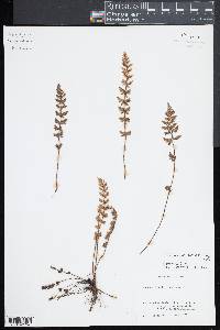 Image of Physematium canescens