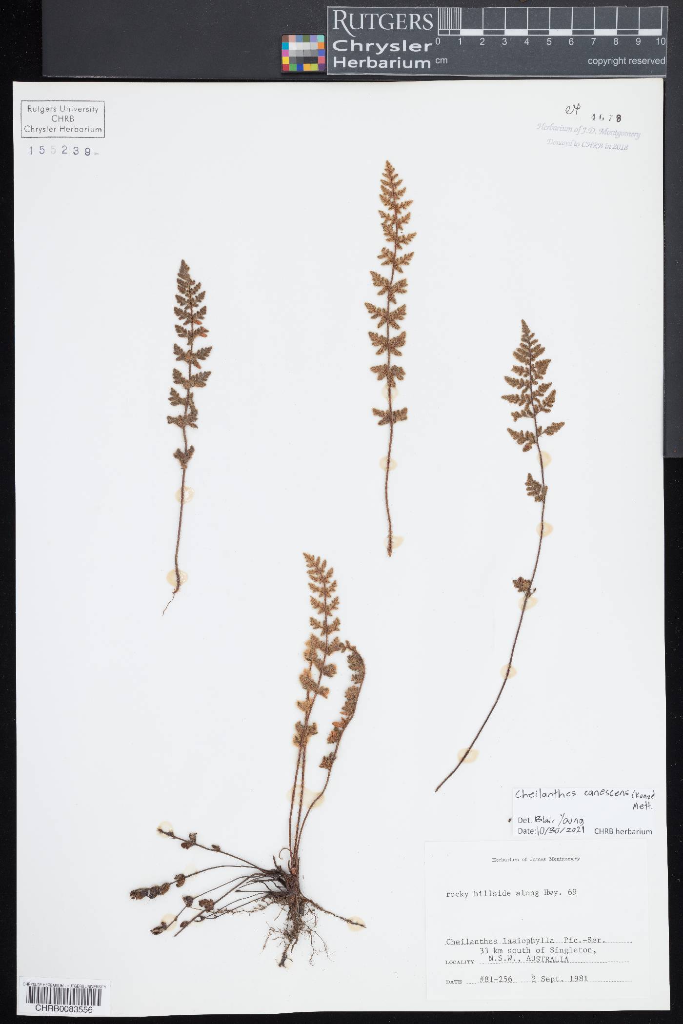 Physematium canescens image