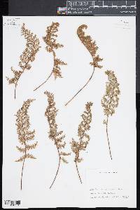 Myriopteris myriophylla image