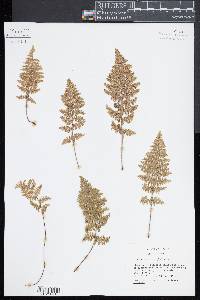 Myriopteris myriophylla image