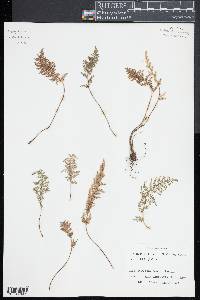 Myriopteris myriophylla image