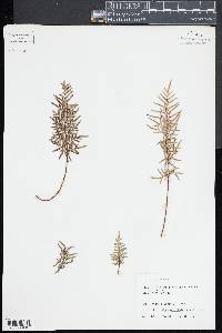 Cheilanthes poeppigiana image