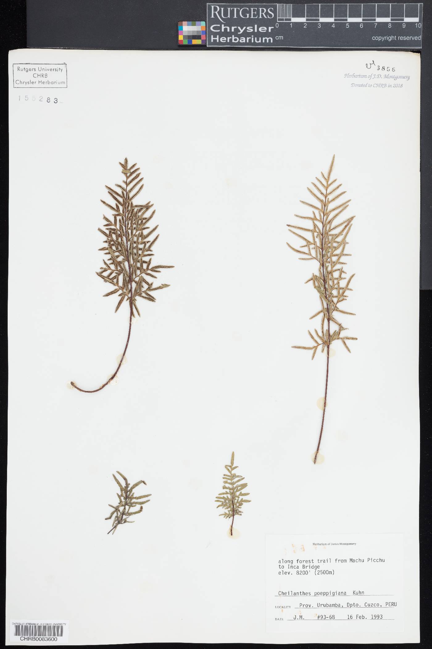 Cheilanthes poeppigiana image