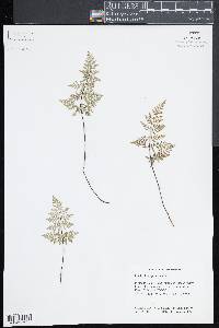 Cheilanthes pyramidalis image