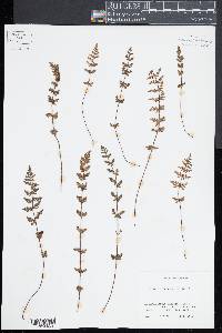 Cheilanthes sieberi image