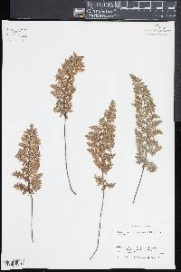 Myriopteris tomentosa image