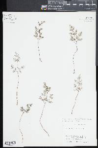 Argyrochosma dealbata image