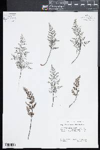 Argyrochosma formosa image