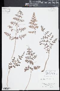 Pellaea andromedifolia image