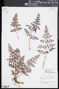 Pellaea andromedifolia image