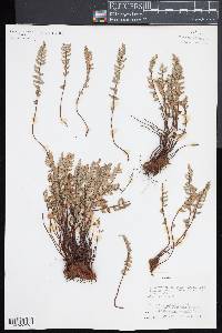 Pellaea bridgesii image