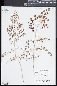 Pellaea cordifolia image