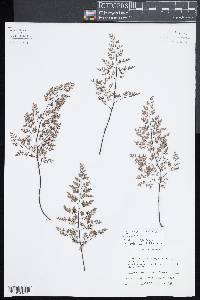 Argyrochosma formosa image