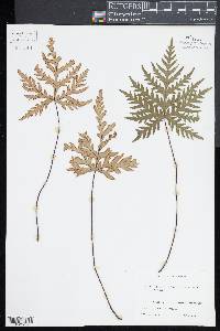 Doryopteris decipiens image