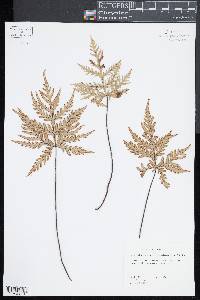 Doryopteris decipiens image