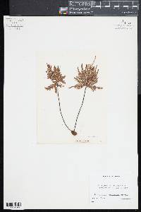 Doryopteris decipiens image