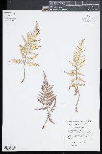 Pityrogramma dealbata image