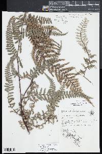 Pityrogramma ferruginea image