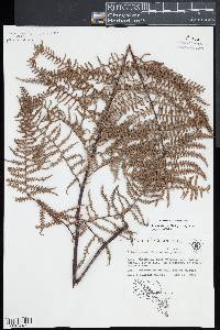 Pityrogramma ferruginea image