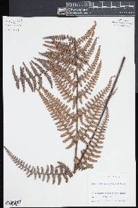 Pityrogramma ebenea image