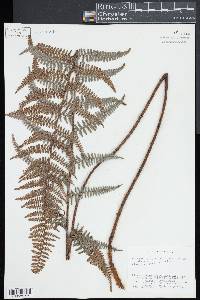 Pityrogramma ebenea image