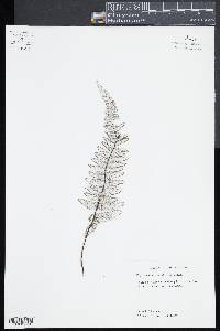 Pityrogramma ebenea image