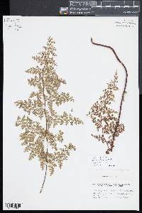 Jamesonia flexuosa image