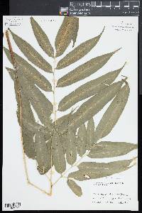 Coniogramme japonica image