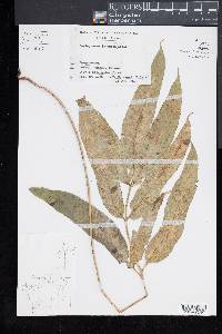 Coniogramme japonica image