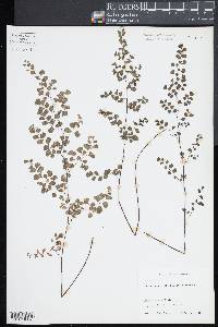 Adiantum aethiopicum image