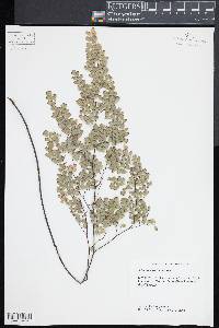 Adiantum andicola image