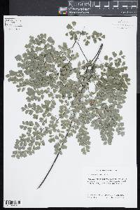 Adiantum andicola image