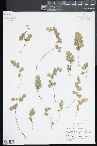 Adiantum capillus-veneris image