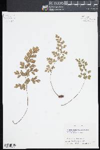 Adiantum capillus-veneris image