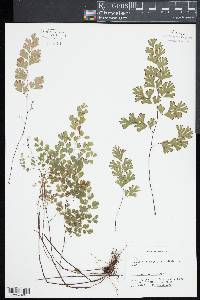 Adiantum capillus-veneris image