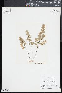 Adiantum capillus-veneris image