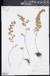 Adiantum capillus-veneris image