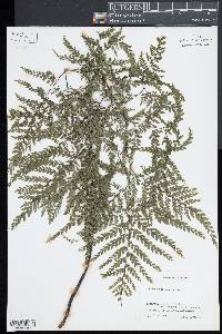 Adiantum formosum image