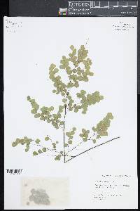 Adiantum fragile image