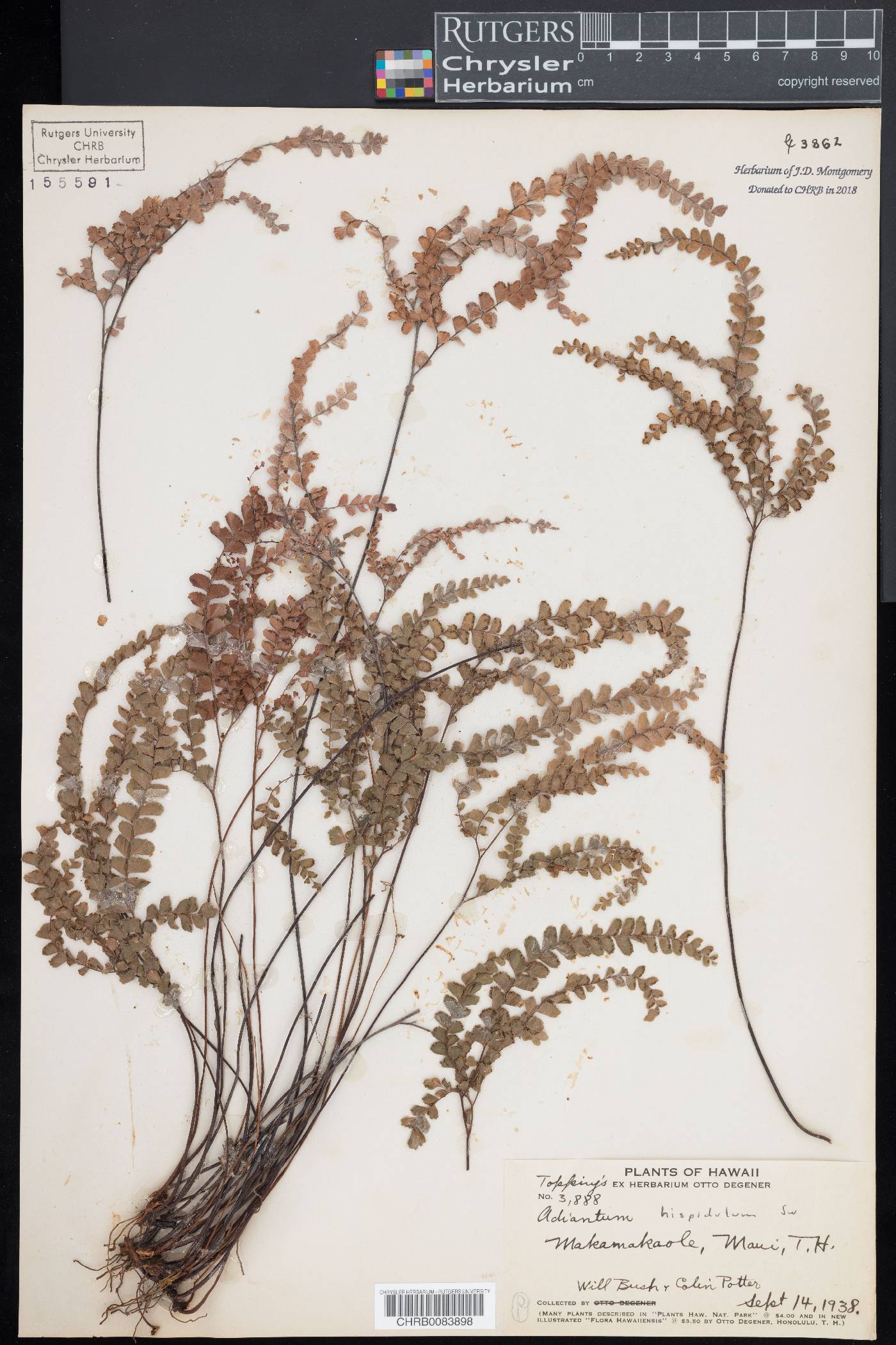 Adiantum hispidulum image