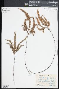 Adiantum hispidulum image