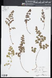 Adiantum jordanii image