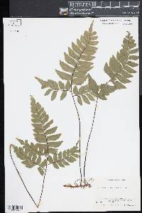 Adiantum latifolium image