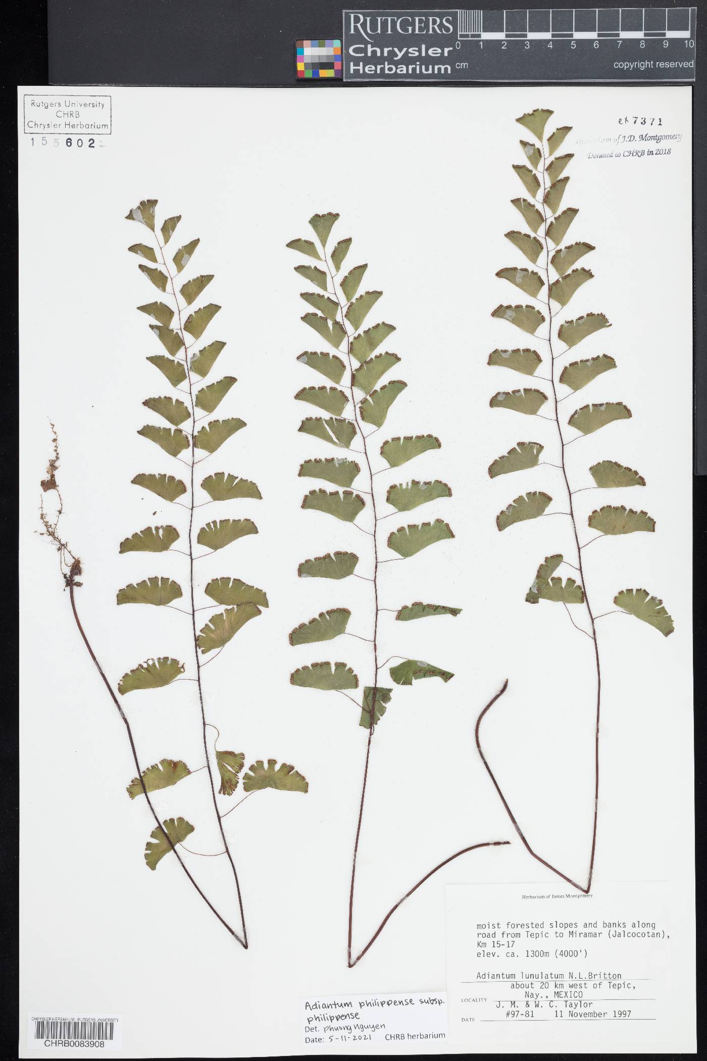 Adiantum philippense subsp. philippense image