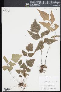 Adiantum macrophyllum image